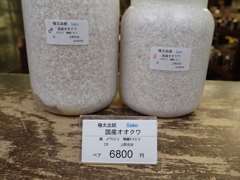 Sakoペア