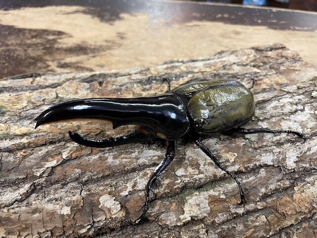 極太血統ヘラクレスヘラクレス : カブトクワガタ☆GLOBAL