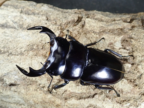 ブータンアンテ