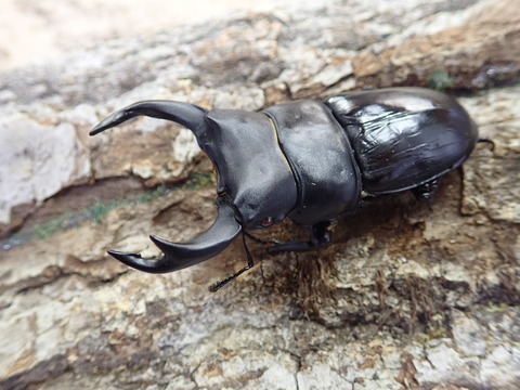 レッドアイオオクワ