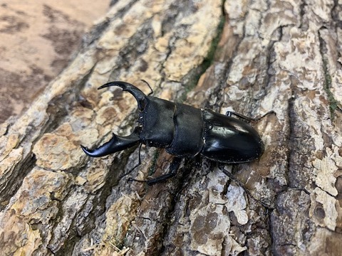 amamihirata-20220226