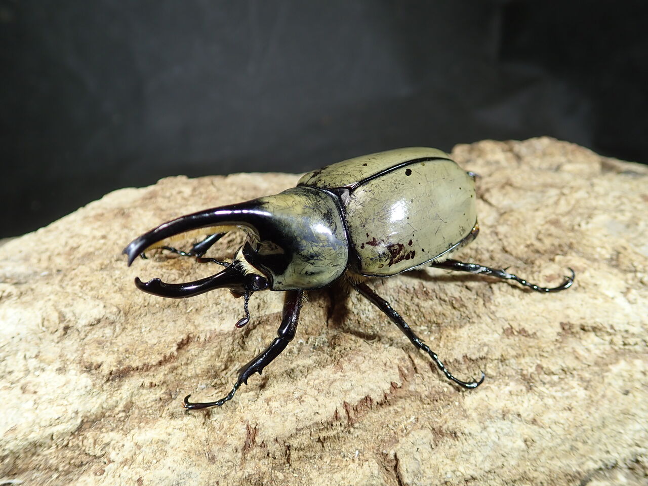 グラントシロカブト＆マヤシロカブト : カブトクワガタ☆GLOBAL