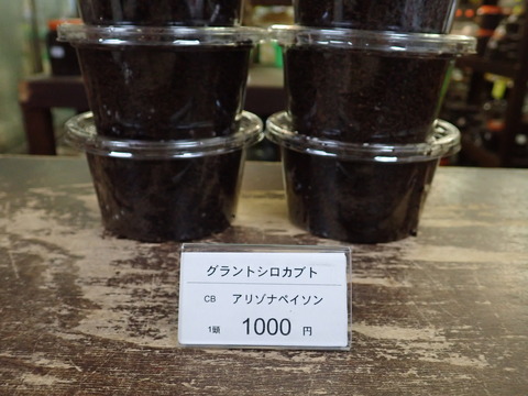 グラシロ