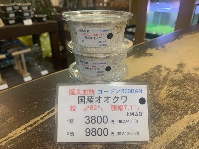 新入荷＆再入荷 : カブトクワガタ☆GLOBAL