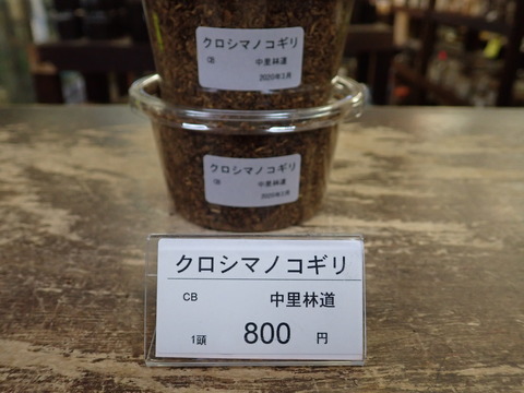 クロシマノコ
