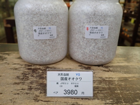 YGペア
