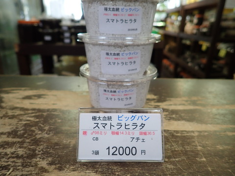 ビックバン98ミリ3頭