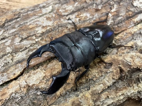 sumatora105-20240419