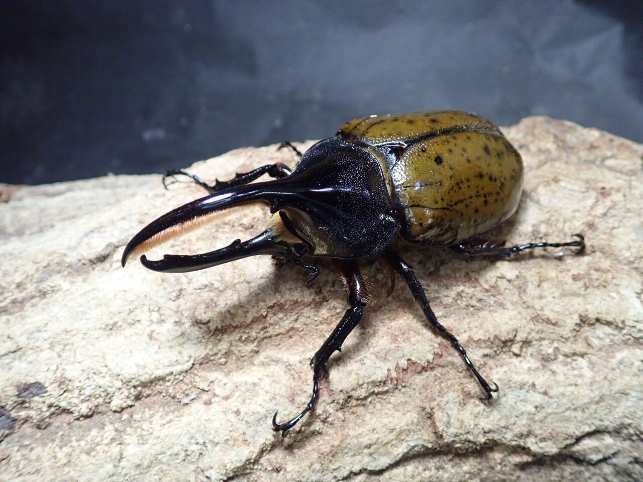 外国産カブトムシ : カブトクワガタ☆GLOBAL