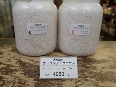 ブータンアンテペア