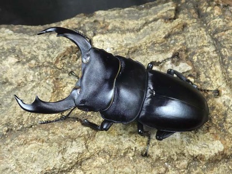 426-シェンクリング