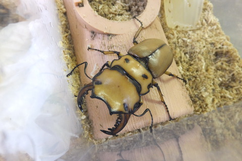 メンガタメリー