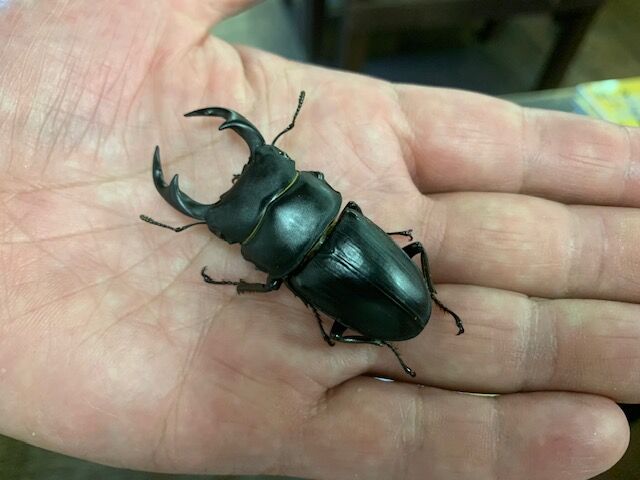 灯火採集！ : カブトクワガタ☆GLOBAL