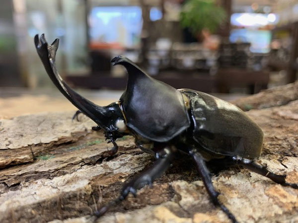 国産カブトムシ カブトクワガタ Global