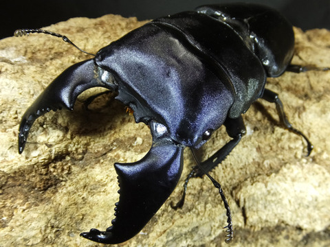 sumatora-gokubuto-995-4