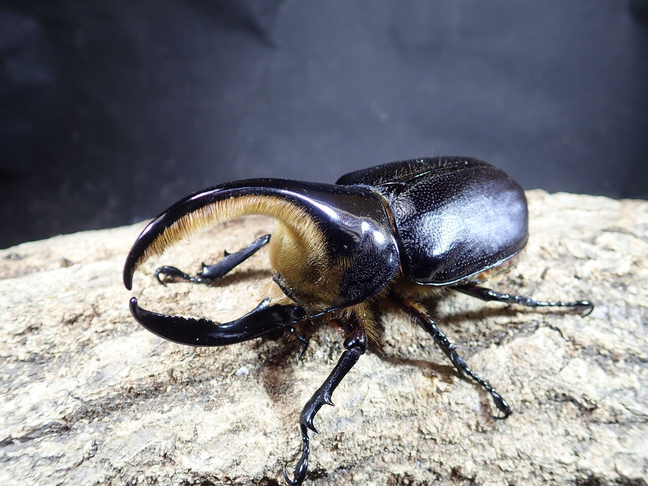 外国産カブトムシ カブトクワガタ Global 外国産カブトムシ カブトクワガタ Global