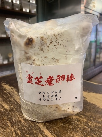 霊芝産卵棒！ : カブトクワガタ☆GLOBAL