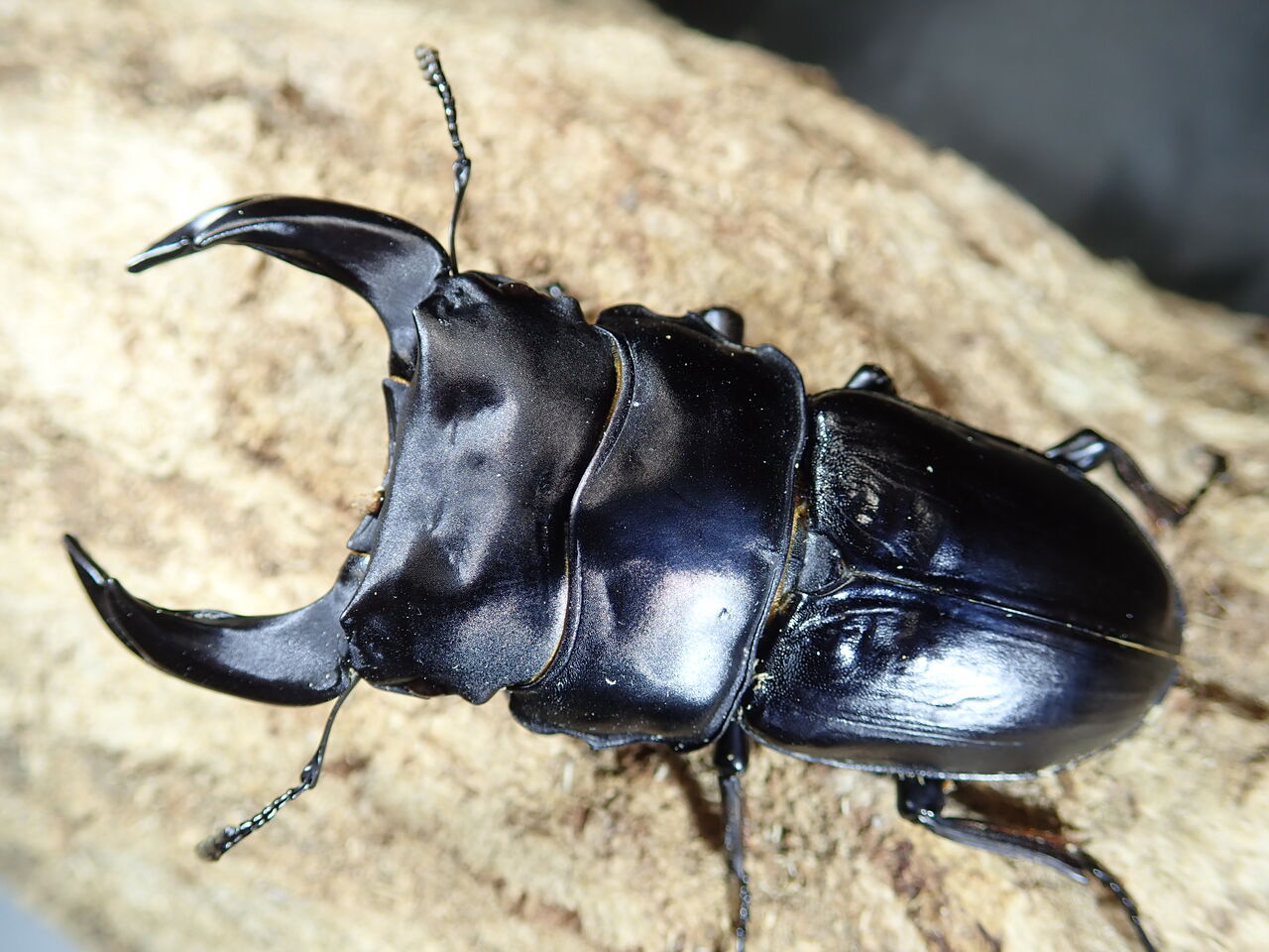 極太血統 国産オオクワ Nadal カブトクワガタ Global