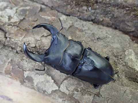 ミラグレ73.5　3