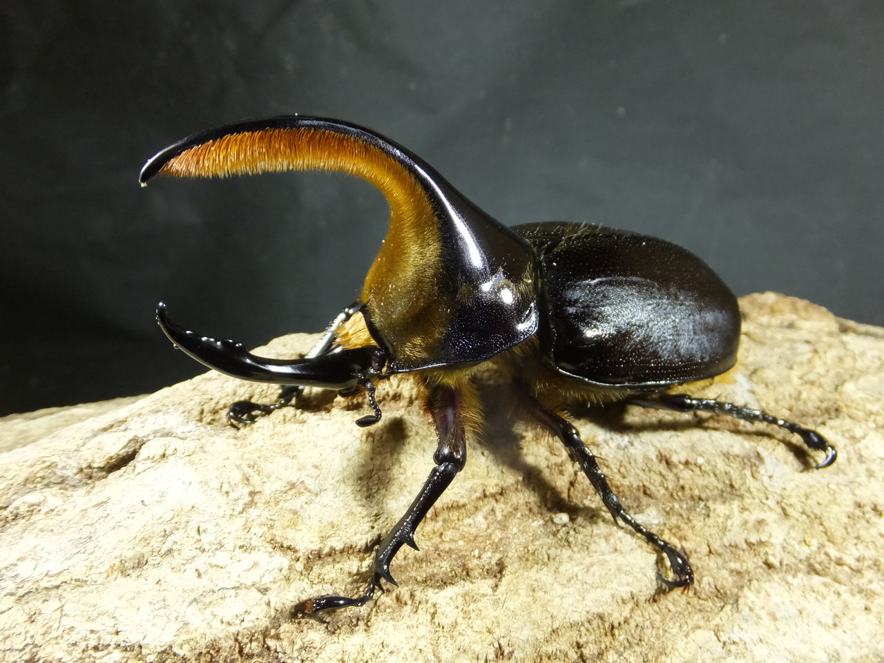 レア カブトクワガタ Global