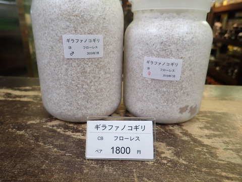 ギラファノコペア