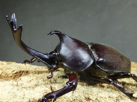 国産カブトムシ カブトクワガタ Global 国産カブトムシ カブトクワガタ Global