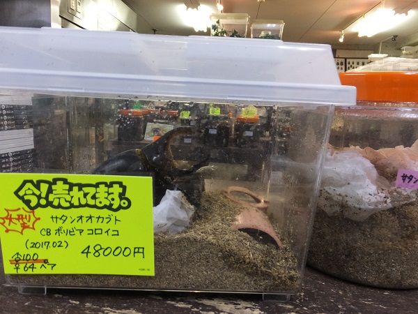 大型 サタンオオカブト カブトクワガタ Global