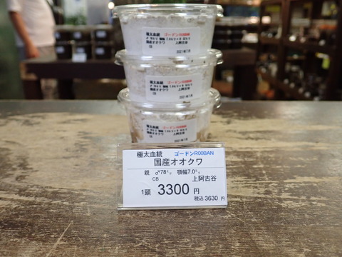 ゴードン