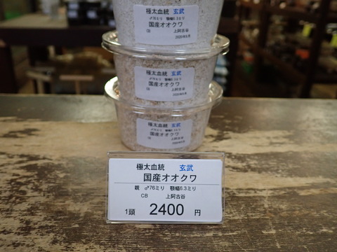 玄武