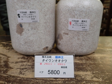 爆神王