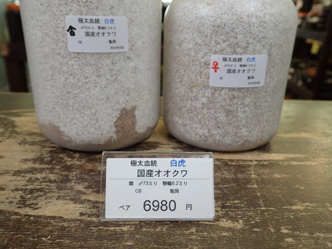 白虎