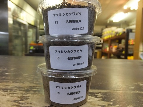 アマミシカクワガタ