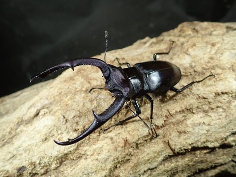 マンディブ