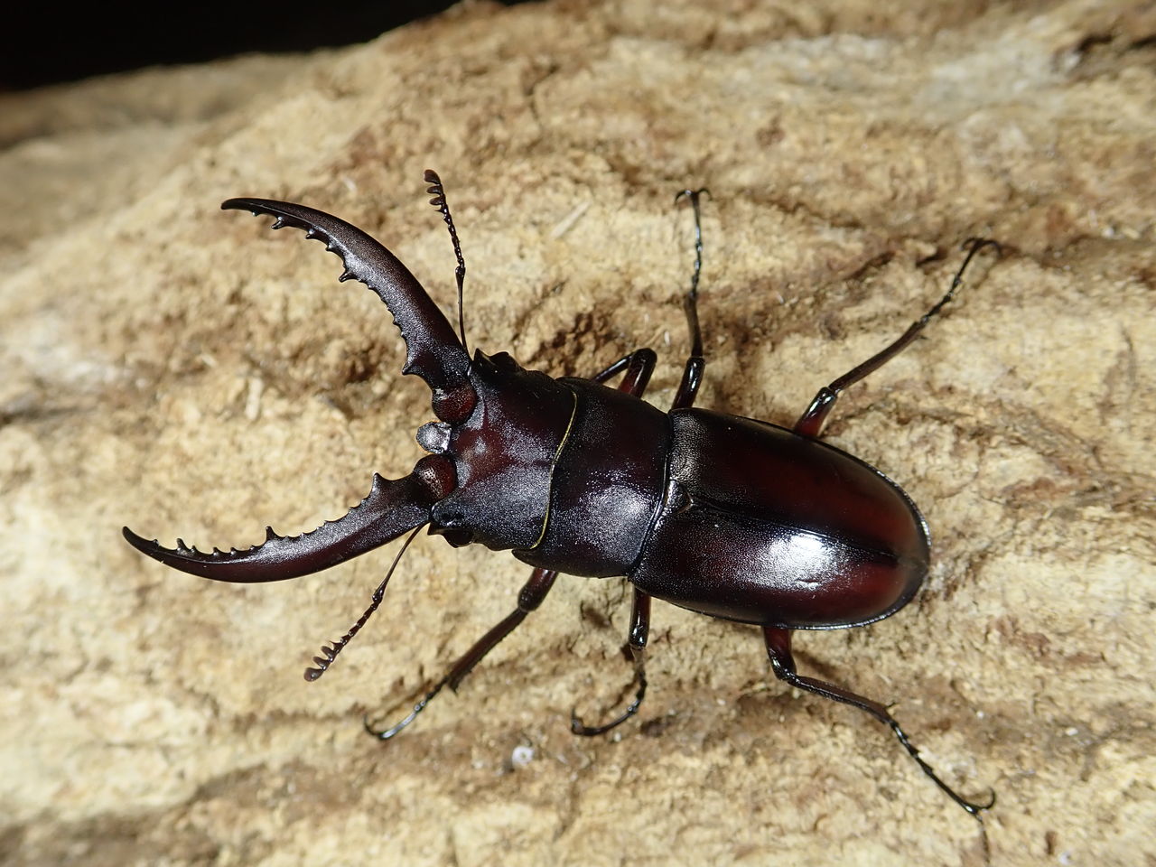 レア産地 種子島ノコギリ カブトクワガタ Global