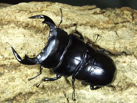 インドアンテダージリン-4