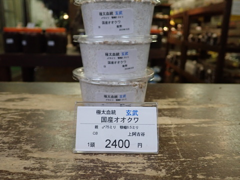 玄武