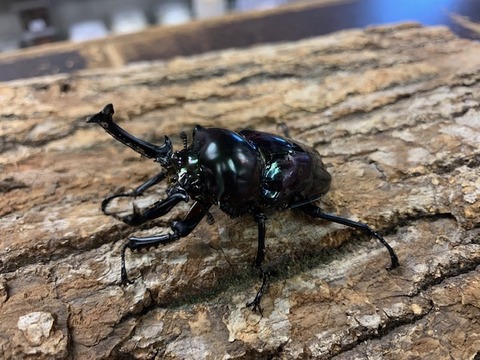 niziiro-shikon-20251029