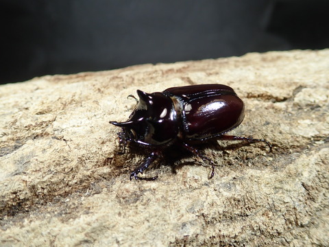 surinamu
