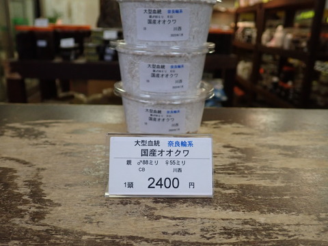 奈良輪