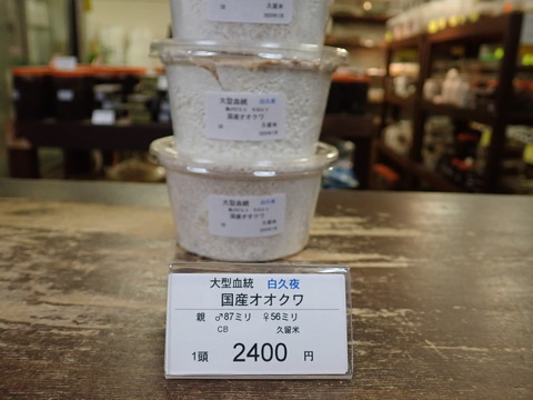 白夜