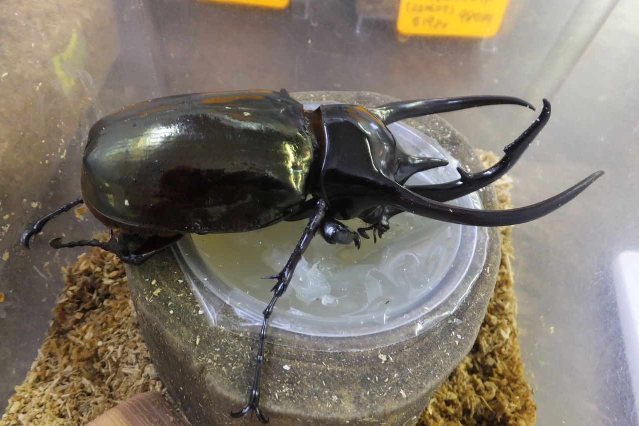14年07月 カブトクワガタ Global 14年07月 カブトクワガタ Global