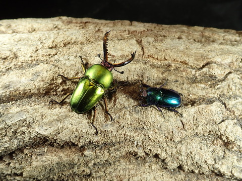 ♀ブルー