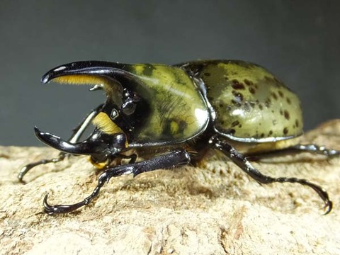 thithiususirokabuto61-4