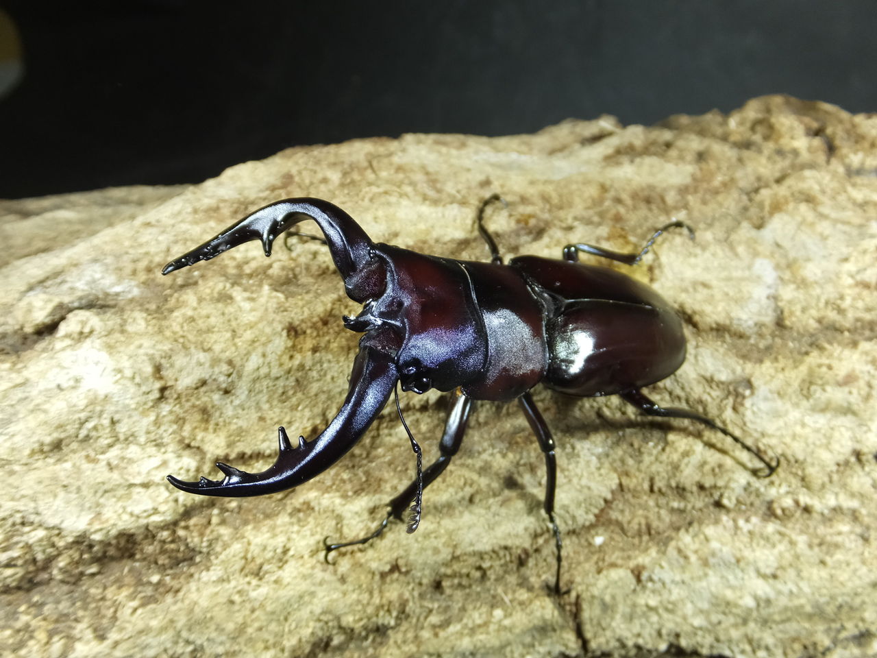 クロシマノコギリ（黒島）63ミリペア クロシマノコギリ63ミリペア（黒島） ノコギリ！！ : カブトクワガタ