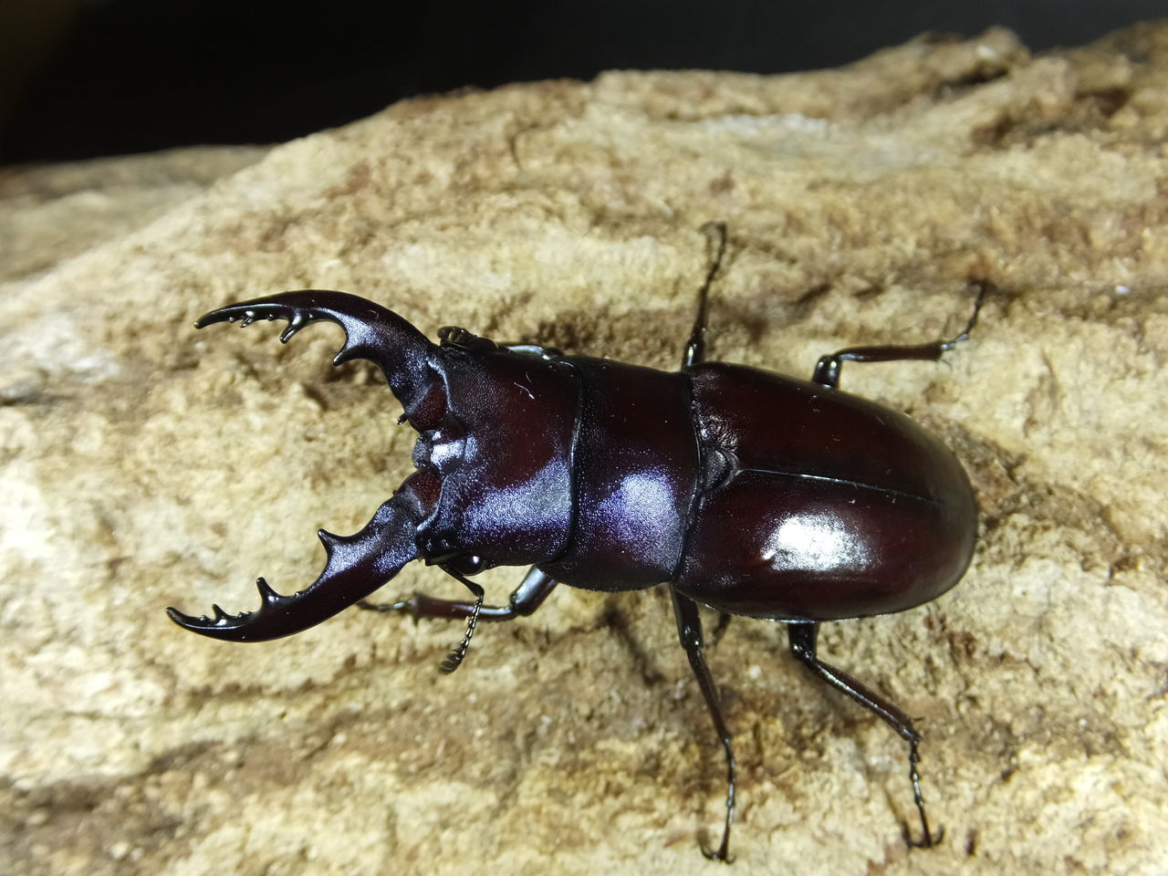 貴重なクロシマノコギリ63ミリペア（黒島） クロシマノコギリクワガタ飼育記2022-2023 : ハノンのアトリエ