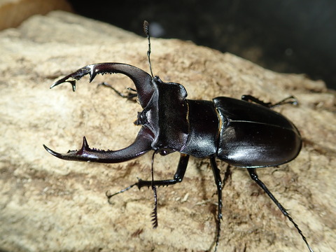 アクベ