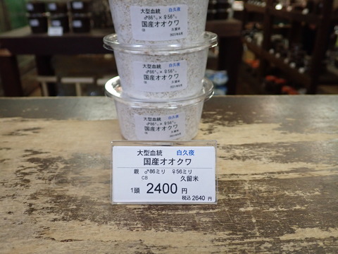 白夜