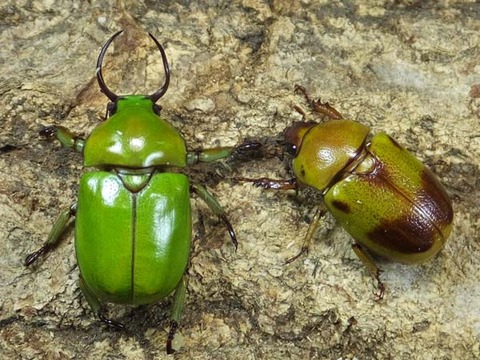328-クワガタコガネグリーン