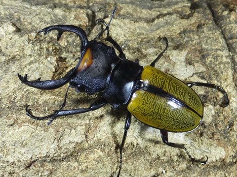 supekitabirisutuya-4