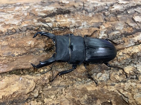 suzibuto-kasari-20251112